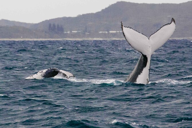 AAA NOOSA Whale watching experience in Noosa Whalesongsnoosa - Is $82.48 a fair price?