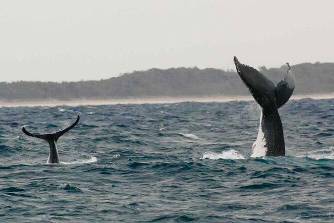 AAA NOOSA Whale watching experience in Noosa Whalesongsnoosa - Who should book this experience?