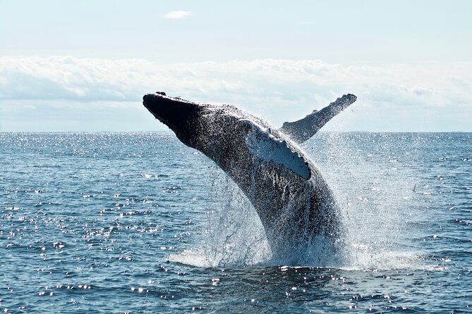 AAA NOOSA Whale watching experience in Noosa Whalesongsnoosa - Noosa Heads: the main wildlife search