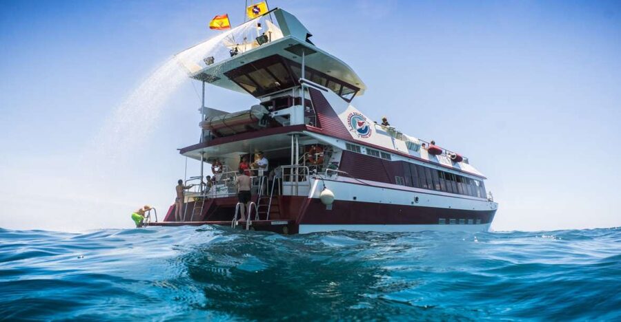 Adeje: Whale and Dolphin Watching Cruise with Lunch and Swim - Key points to know before you book