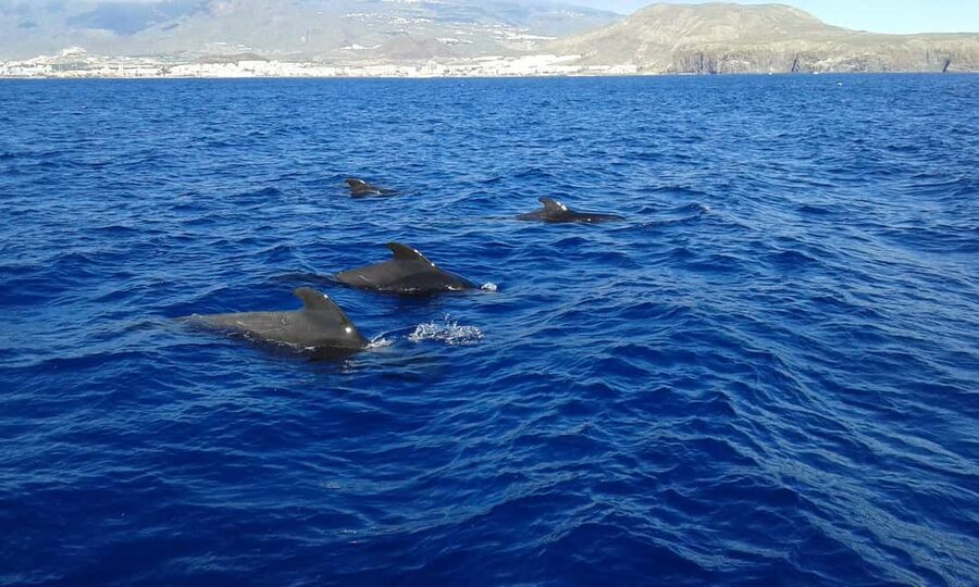 Adeje: Whale Watching, Lunch & Swim Stop at Los Gigantes - Why this cruise works so well as a half-day plan