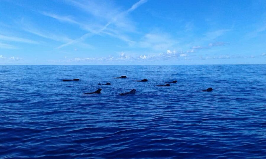 Adeje: Whale Watching, Lunch & Swim Stop at Los Gigantes - Lunch, drinks, and the social side of the boat