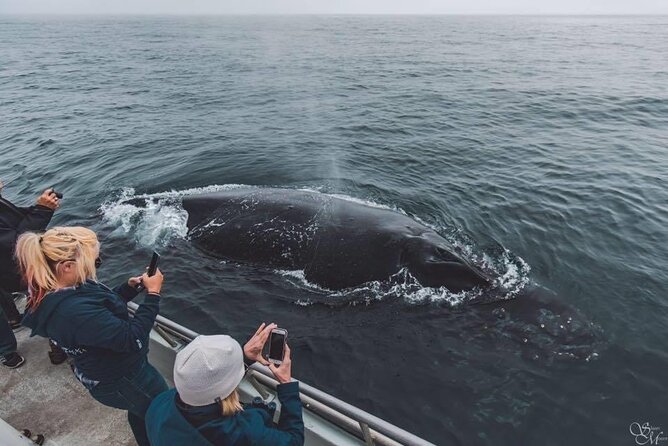 Afternoon Whale Watch - Setting out from Monterey’s Fisherman’s Wharf