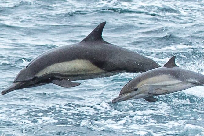 Afternoon Whale Watch - The search for whales and dolphins