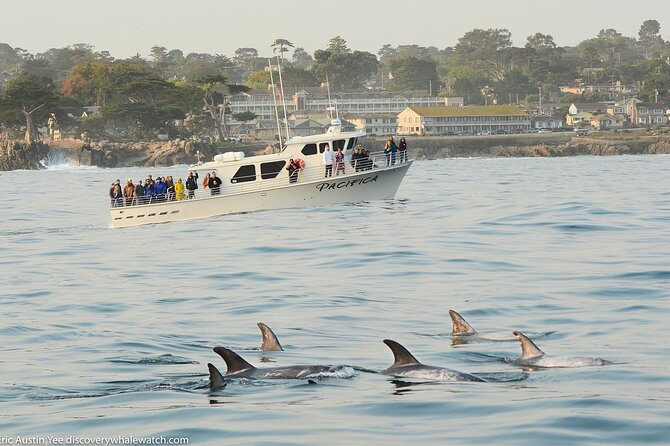 Afternoon Whale Watch - What the three-hour outing feels like