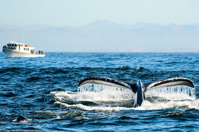 Afternoon Whale Watch - Other wildlife in Monterey Bay
