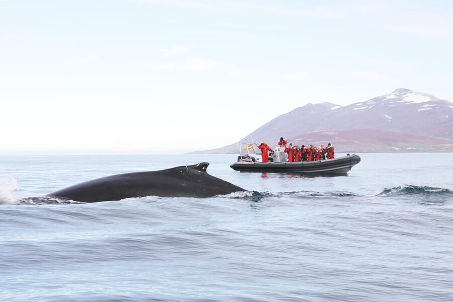 Akureyri: 2-Hour Whale Watching Express by RIB Speedboat - Key points before you book