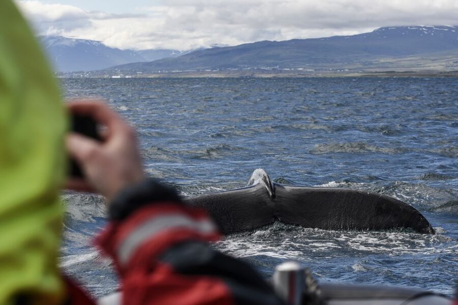 Akureyri: 2-Hour Whale Watching Express by RIB Speedboat - Searching Eyjafjord for humpback whales