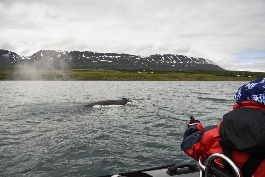 Akureyri: 2-Hour Whale Watching Express by RIB Speedboat - Close views without crowding the whales