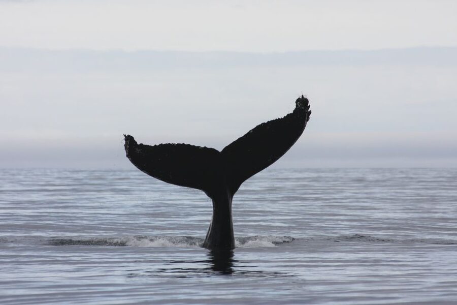 Akureyri: 2-Hour Whale Watching Express by RIB Speedboat - The ride itself is part of the attraction