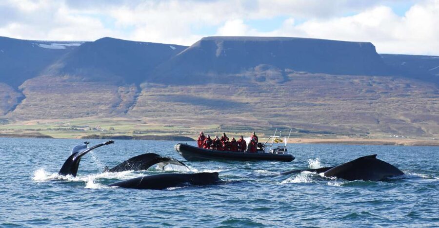 Akureyri: 2-Hour Whale Watching Express by RIB Speedboat - Why the RIB changes the whale-watching experience