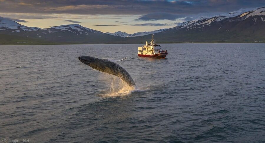 Akureyri: 3-Hour Classic Whale Watching Tour by Ship - A three-hour search, not a guaranteed performance