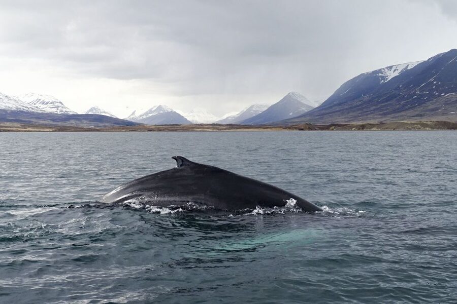 Akureyri: Whale Watching in the Midnight Sun - How to prepare for rough water and changing sightings