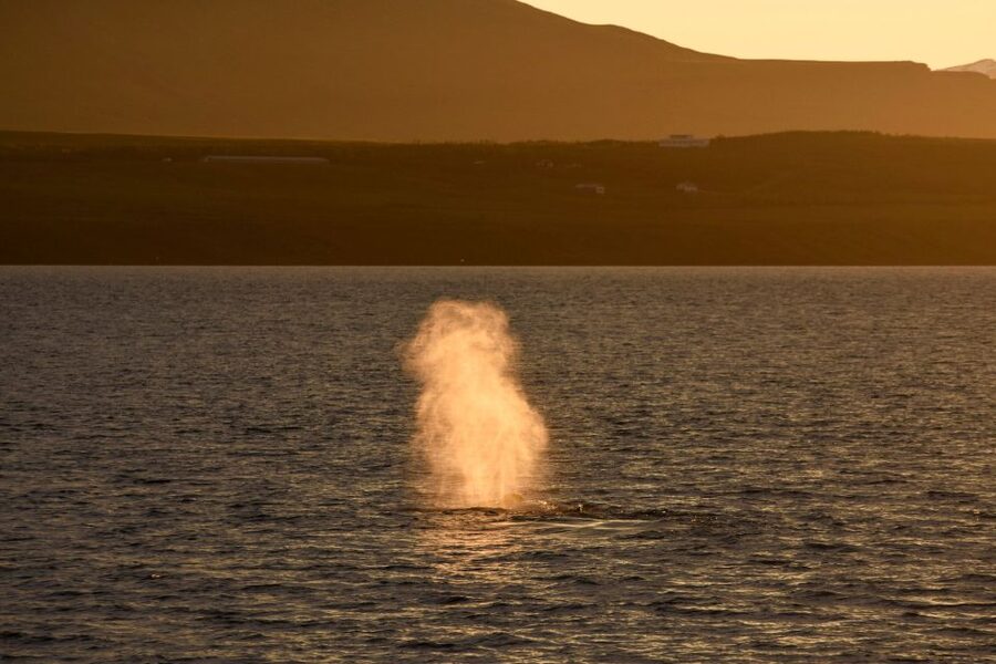 Akureyri: Whale Watching in the Midnight Sun - Should you book the midnight sun whale cruise?