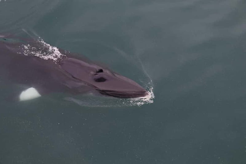 Akureyri: Whale Watching Shore Excursions - Key points to know before you sail