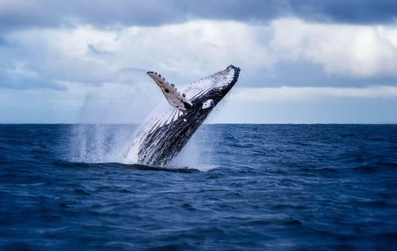 Akureyri: Whale Watching Shore Excursions - Watching humpback whales without a circus atmosphere