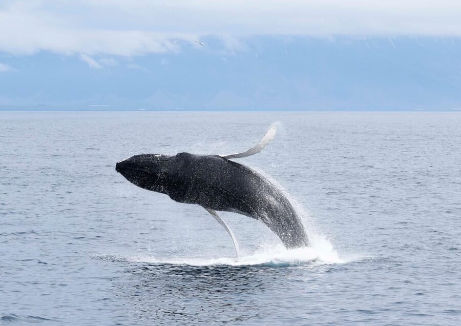 Akureyri: Whale Watching Tour & Forest Lagoon Entrance - Looking for whales in Eyjafjörður