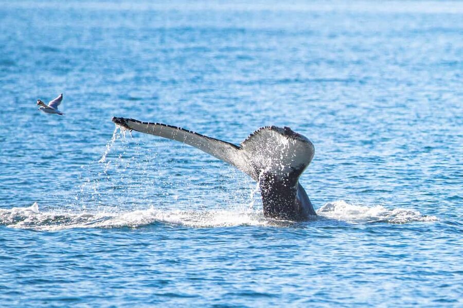 Akureyri: Whale Watching Tour with Transfer from Port - Why Eyjafjörður is a fine place to watch whales