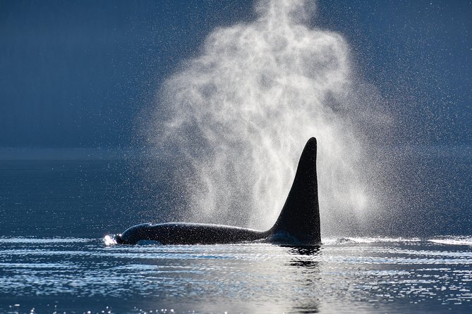 Alaska Whale Watching Cruise w/ 3 HOURS on the water - Key points