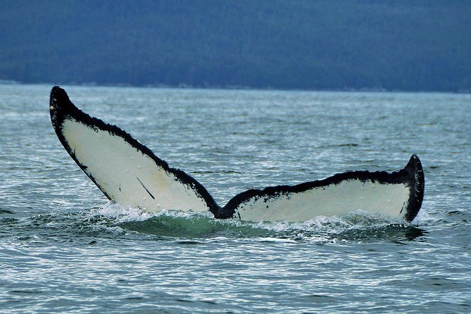 Alaska Whale Watching Cruise w/ 3 HOURS on the water - Three hours gives the crew time to find the whales
