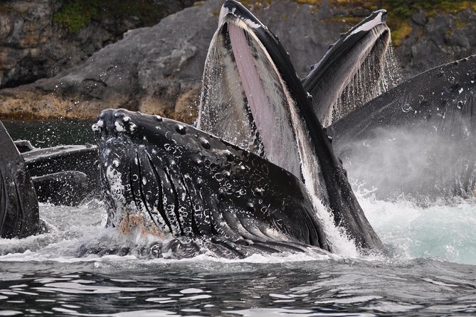 Alaska Whale Watching Cruise w/ 3 HOURS on the water - Boarding the 49-passenger vessel