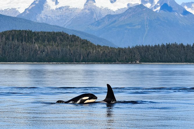 Alaska Whale Watching Cruise w/ 3 HOURS on the water - The search for humpbacks and orcas