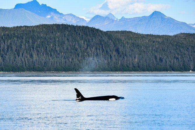 Alaska Whale Watching Cruise w/ 3 HOURS on the water - Glacier views depend on the weather