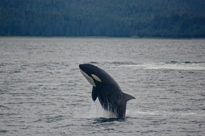 Alaska Whale Watching Cruise w/ 3 HOURS on the water - What the strong ratings mean in practical terms