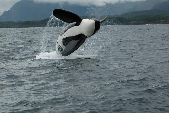 Alaska Whale Watching Cruise w/ 3 HOURS on the water - Is $159 a fair price?