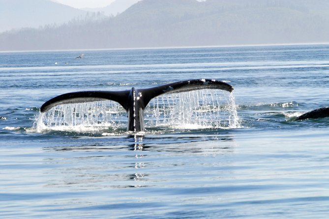 Alaska Whale Watching Cruise w/ 3 HOURS on the water - Who should book this Juneau outing?