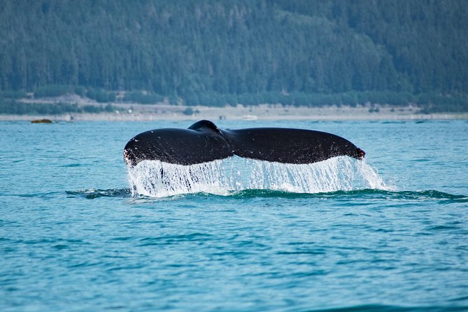 Alaska Whale Watching Cruise w/ 3 HOURS on the water - From your cruise ship to Auke Bay