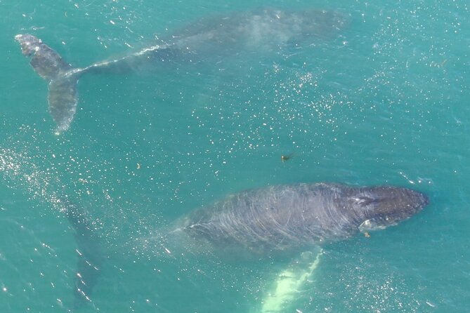 Alaska Whale Watching with bonus Drone viewing of Whales - Leaving Hoonah for Icy Strait