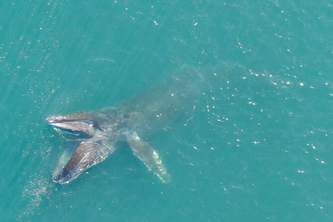 Alaska Whale Watching with bonus Drone viewing of Whales - What you may see during the three hours
