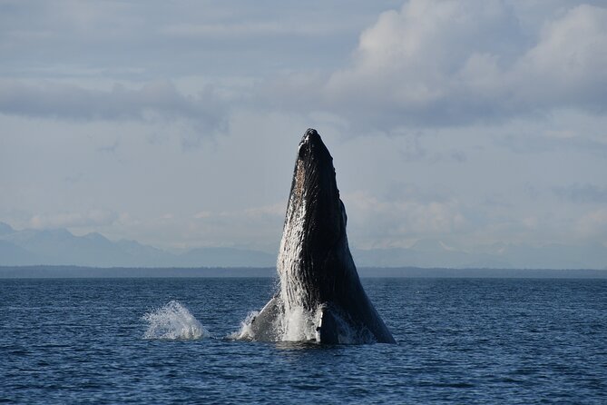 Alaska Whale Watching with bonus Drone viewing of Whales - A practical look at the drone footage