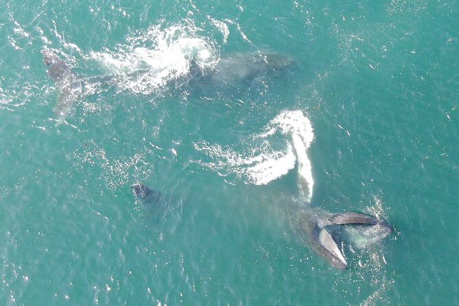 Alaska Whale Watching with bonus Drone viewing of Whales - Price and value at $249