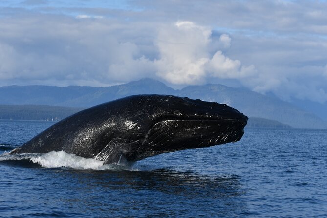 Alaska Whale Watching with bonus Drone viewing of Whales - Getting to the meeting point at Icy Strait Point