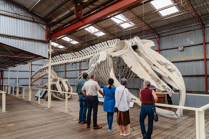 Albany's Whale Story - The whale chaser and the skeletons