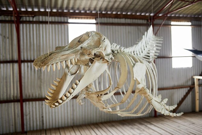 Albany's Whale Story - A local café break with cake