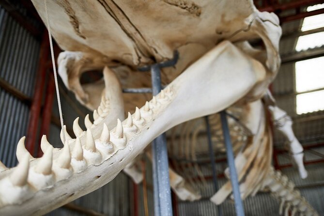 Albany's Whale Story - Is $99 good value?