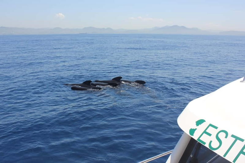 Algeciras: Dolphin and whale watching in reduced groups - Key points at a glance