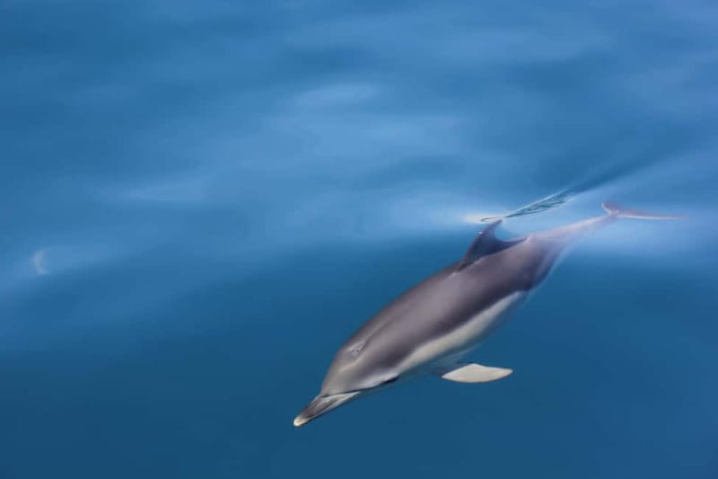 Algeciras: Dolphin and whale watching in reduced groups - Setting out from Algeciras Marina