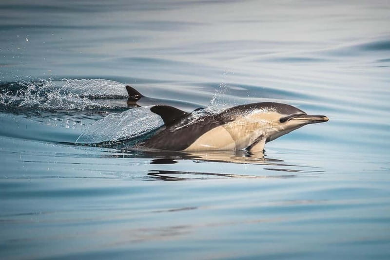 Algeciras: Dolphin and whale watching in reduced groups - Meeting the dolphins of the bay