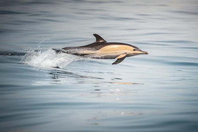 Algeciras: Dolphin and whale watching in reduced groups - What the biologist adds