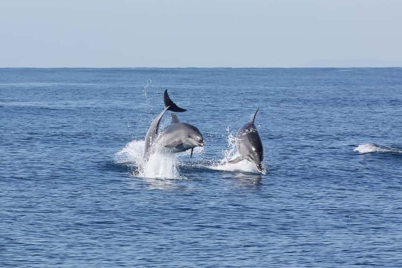 Algeciras: Dolphin and whale watching in reduced groups - Searching for fin whales in season