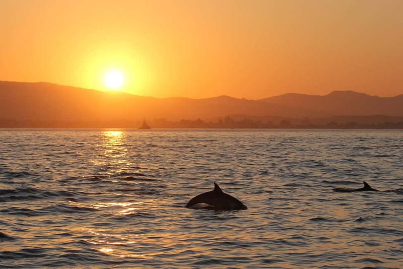 Algeciras: Dolphin and whale watching in reduced groups - Who will enjoy this boat trip?