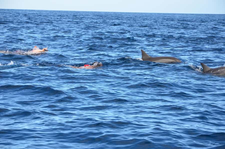 All In One- Dolphins, Whales, Snorkeling & Lunch onboard - Whale watching adds a second wildlife focus