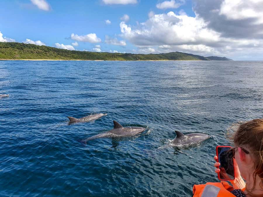 All In One- Dolphins, Whales, Snorkeling & Lunch onboard - BBQ lunch, with one important clarification