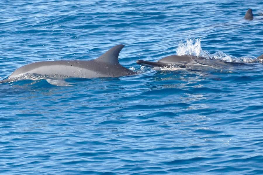All In One- Dolphins, Whales, Snorkeling & Lunch onboard - Price and value for a small private group