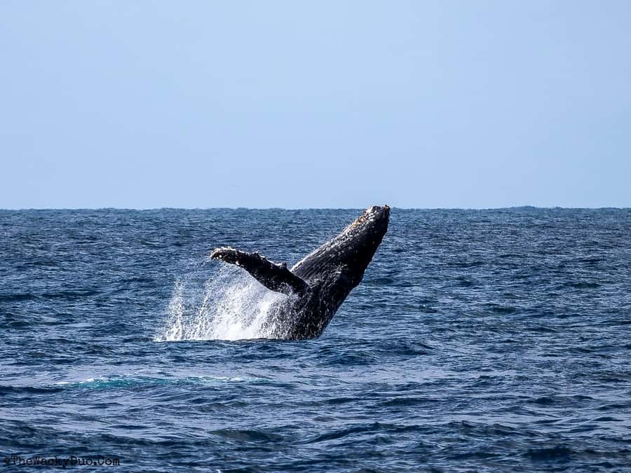 All In One- Dolphins, Whales, Snorkeling & Lunch onboard - A private speedboat makes the day feel personal