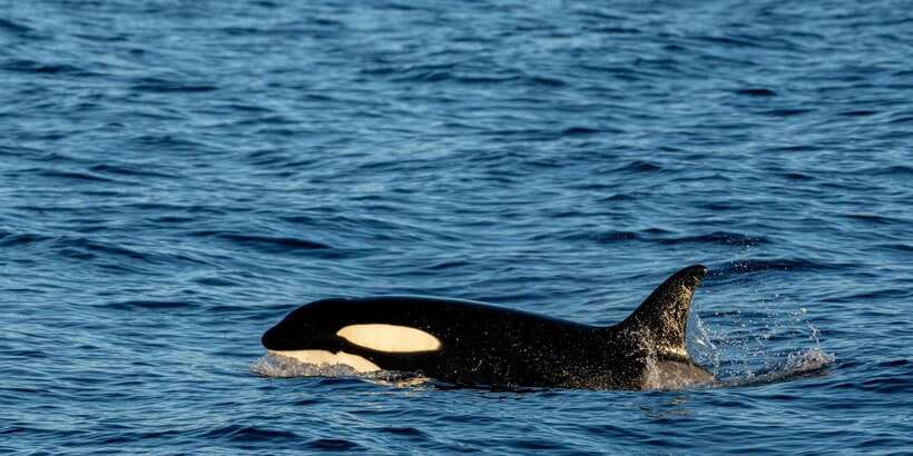 All Inclusive Mirissa Whale and Dolphin Watching Boat Ride - Should you book the Mirissa whale and dolphin boat ride?